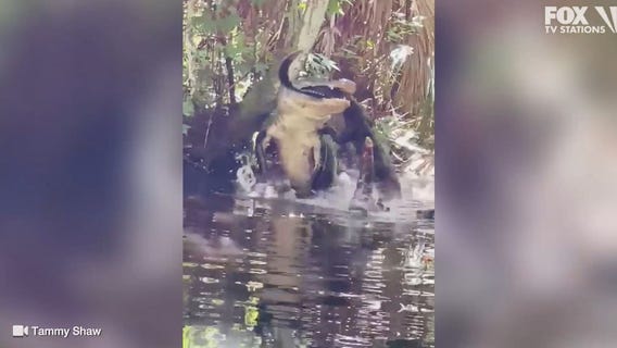 VIDEO: Large alligators eats smaller alligator in Florida