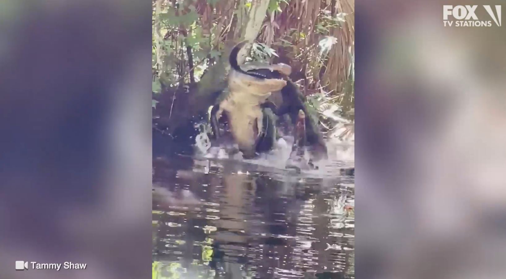 VIDEO: Large alligators eats smaller alligator in Florida