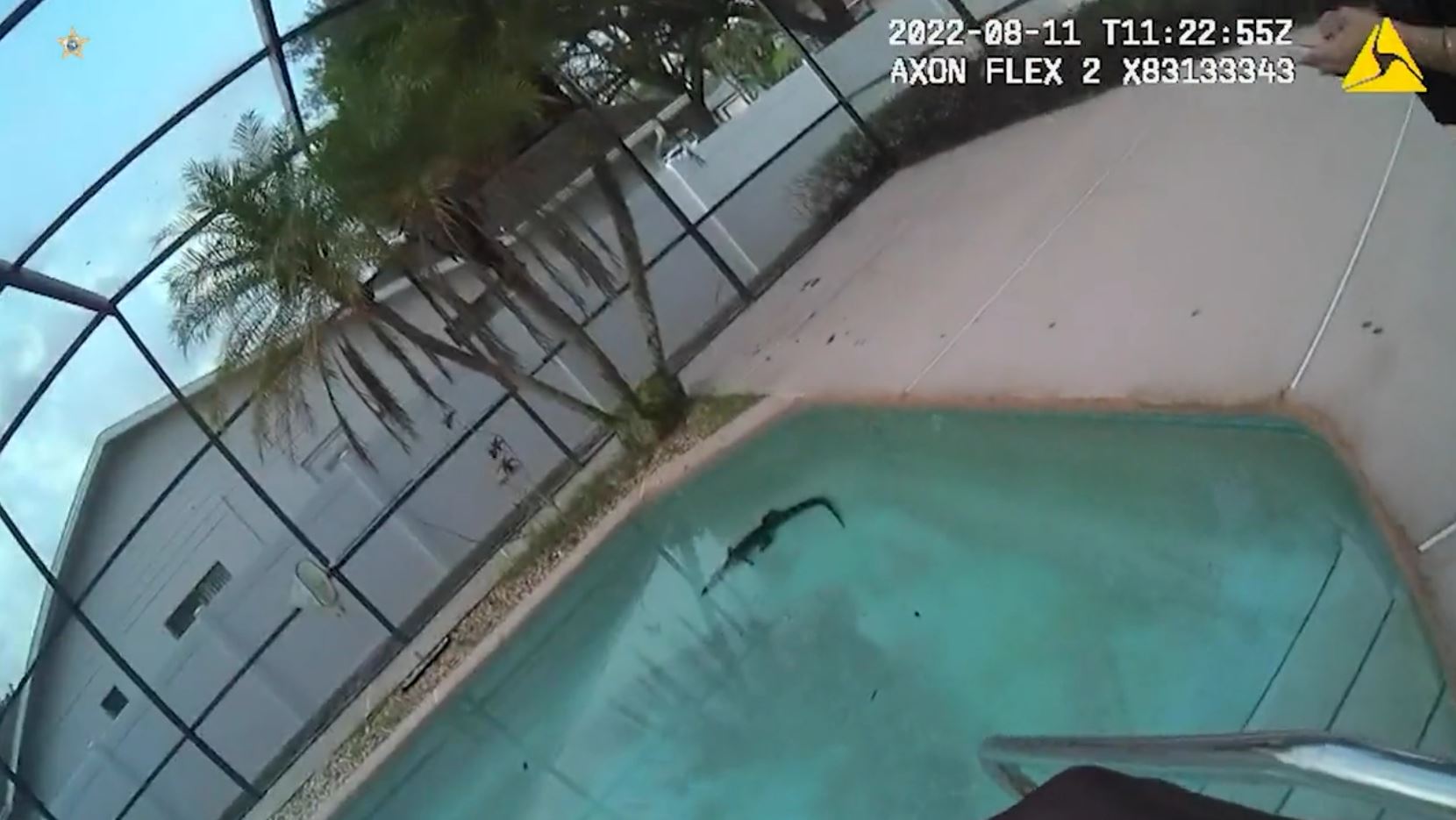 'They didn't go over this in the academy': Florida police find gator in swimming pool