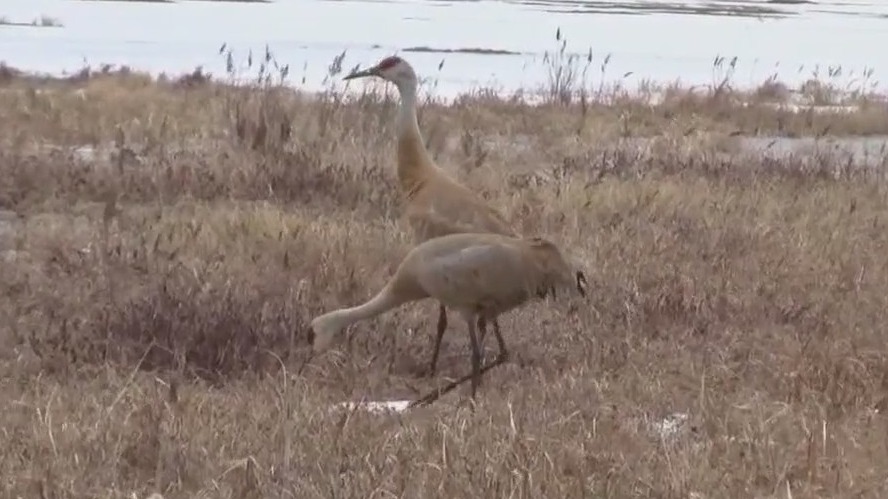 Sandhill crane shot in Oconomowoc