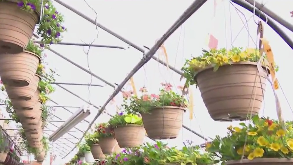 Dutch Touch Greenhouse