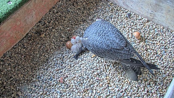 Peregrine falcon chicks at the Oak Creek plant