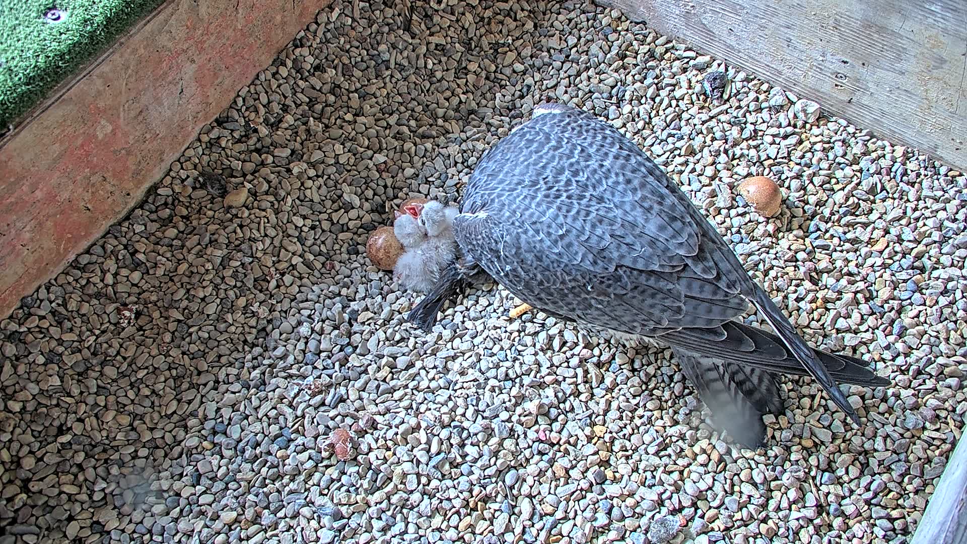 Peregrine falcon chicks at the Oak Creek plant