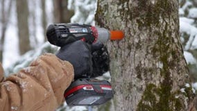 How to make syrup; the business of tapping trees