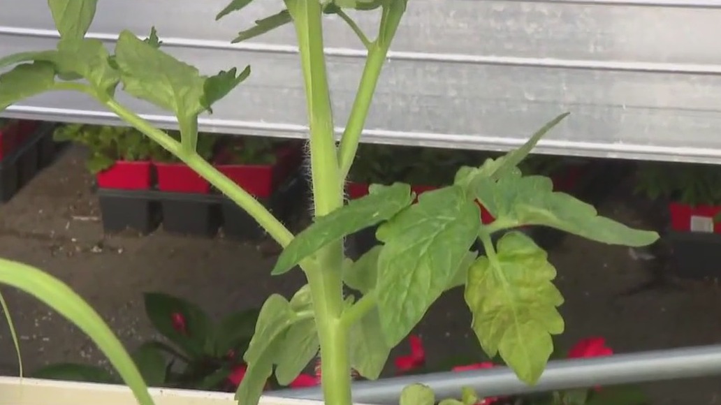 Best vegetables for containers