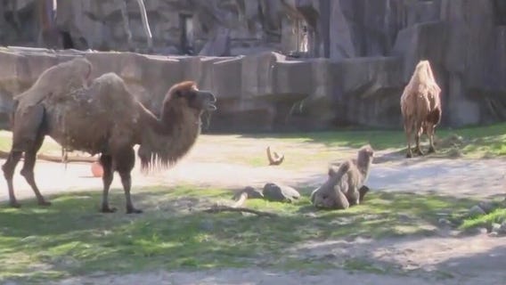 See the camels at the Milwaukee County Zoo