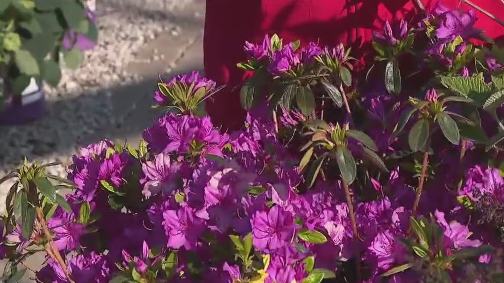 Continuous color with flowering shrubs
