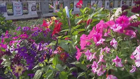 Hummingbird favorites