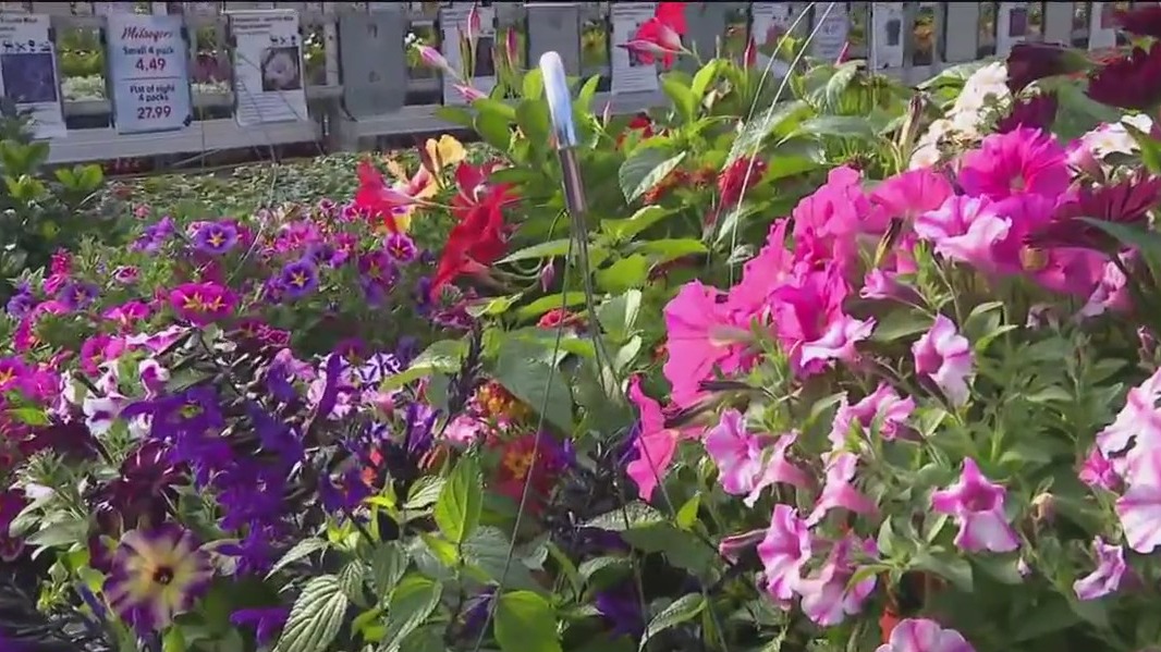 Hummingbird favorites