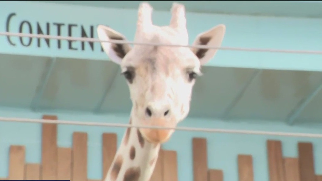 See the giraffes at the Milwaukee County Zoo