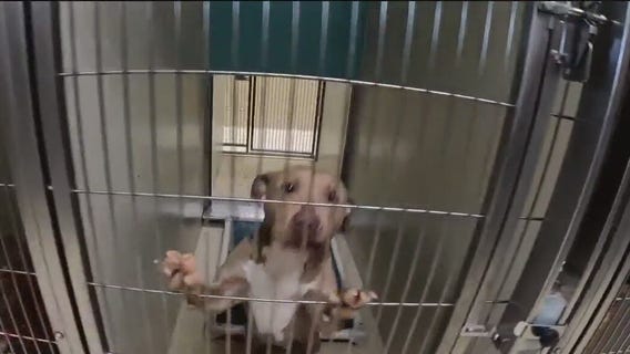 MADACC shelter overcrowded; plea for community help