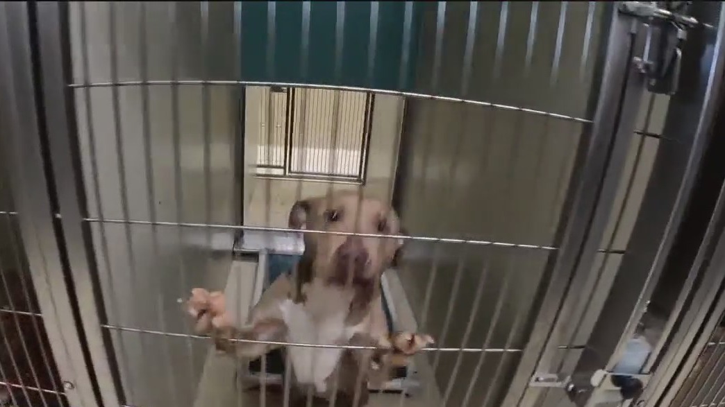 MADACC shelter overcrowded; plea for community help