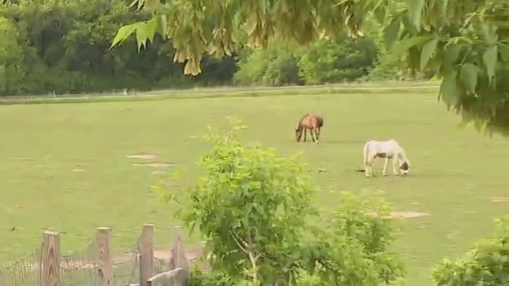 Space for rescued animals, wild neighbors