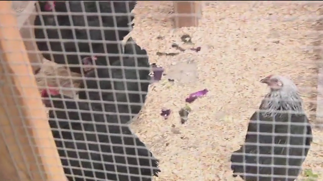 How plant-based living aids animals