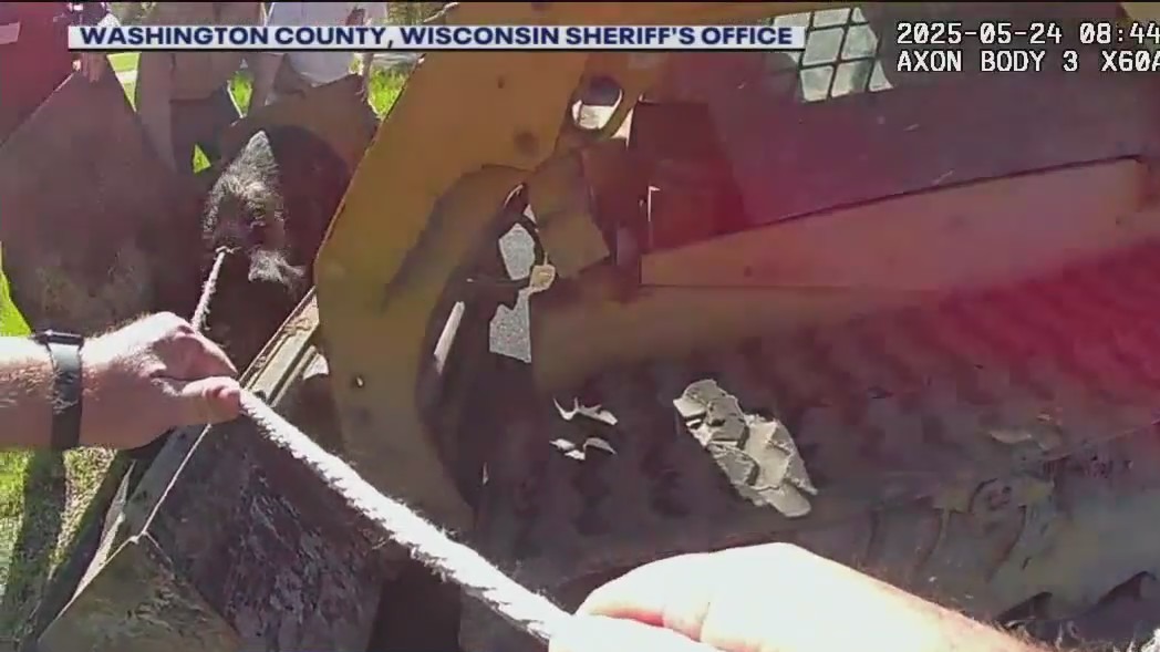 Pig on the loose in Washington County