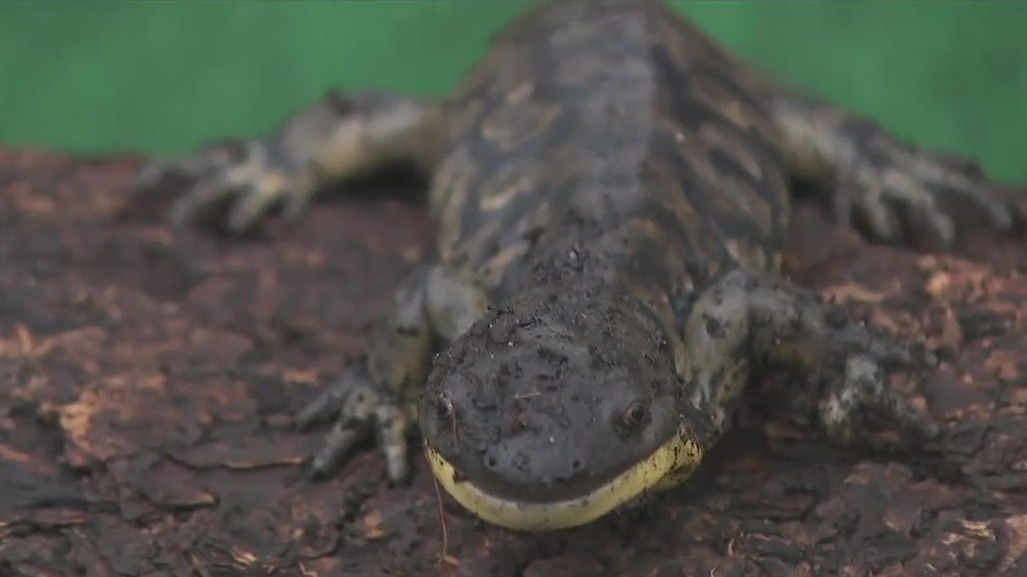 Meet resident Ornat Box Turtle