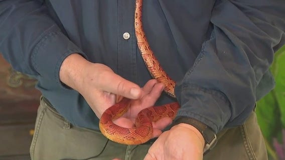Meet 'Casper' the Corn Snake