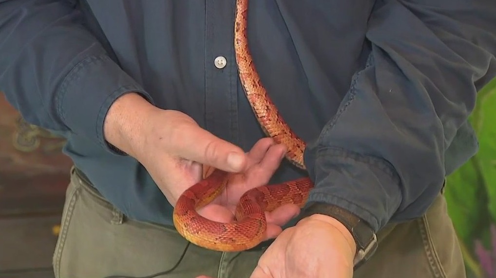 Meet 'Casper' the Corn Snake