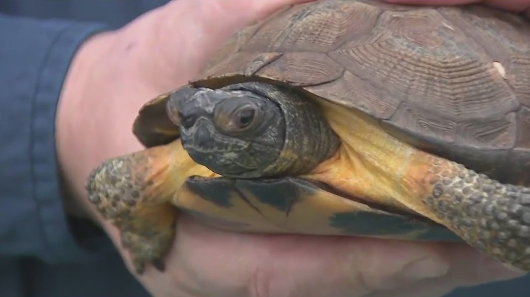 Resident Wood Turtle at Wehr Nature Center