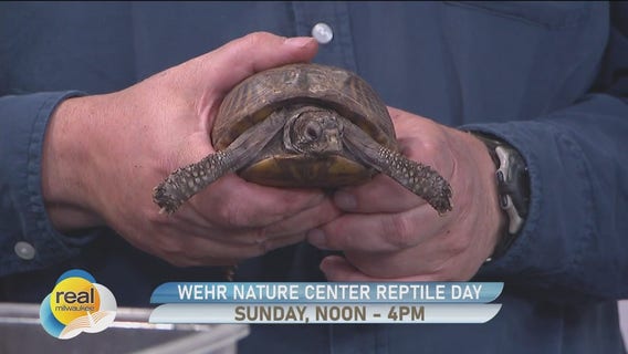 Reptile Day at Wehr Nature Center
