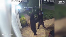 WATCH: Bears caught ?dancing? in driveway of Florida home in viral video