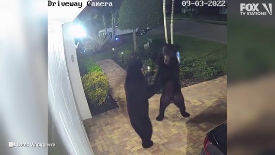 WATCH: Bears caught ?dancing? in driveway of Florida home in viral video