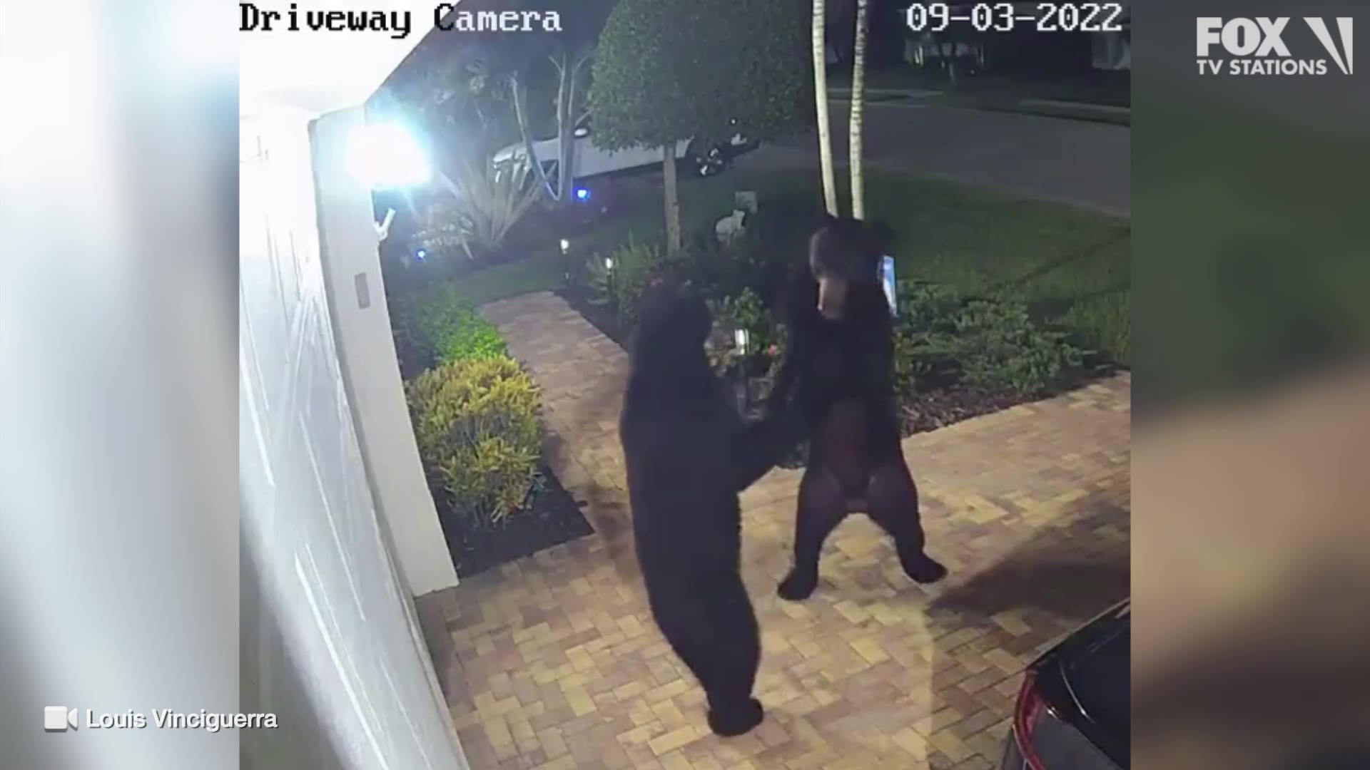 WATCH: Bears caught ?dancing? in driveway of Florida home in viral video