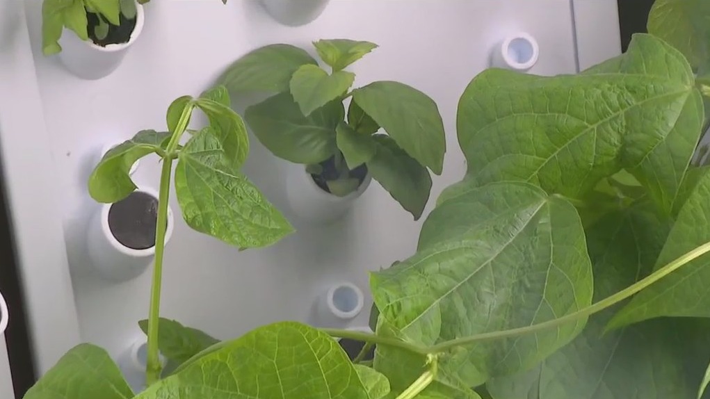 Fork Farms hydroponic garden