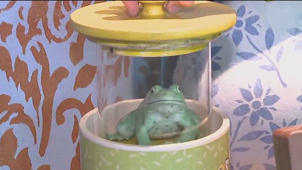 Storyland exhibit: deliver a TV