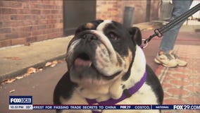 Rescue Me | Meet Beauty