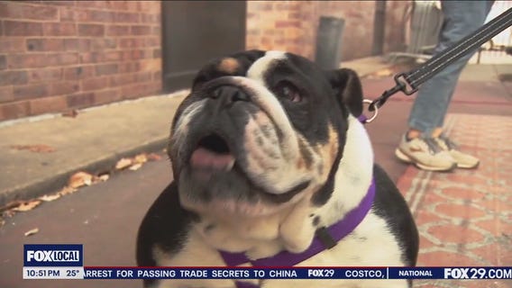 Rescue Me | Meet Beauty