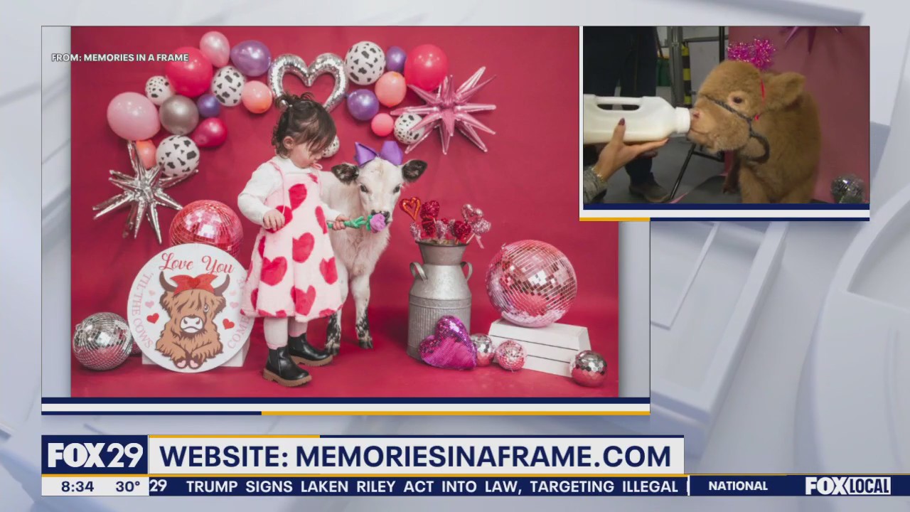 Valentine's photos with miniature cows