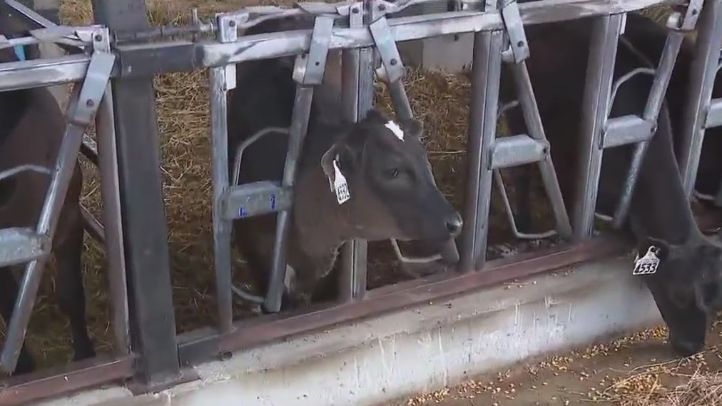 Animals at Double Dutch Dairy