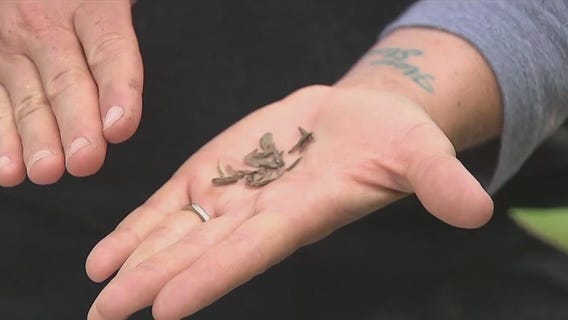 Flowers you can grow from seed