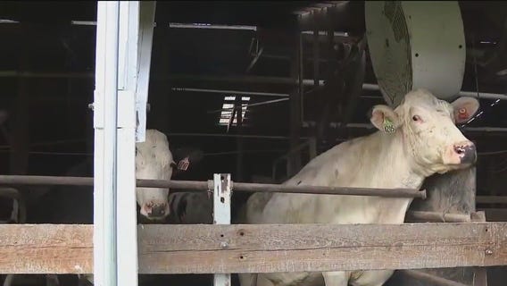 History of Double Dutch Dairy