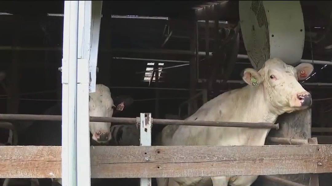 History of Double Dutch Dairy