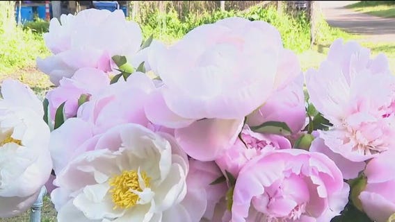 About Aromatic Acres