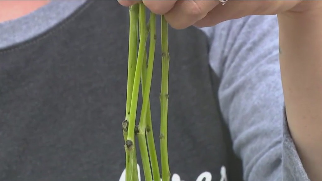 How to buy farmers market flowers