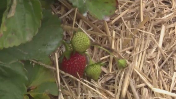Strawberry picking tips
