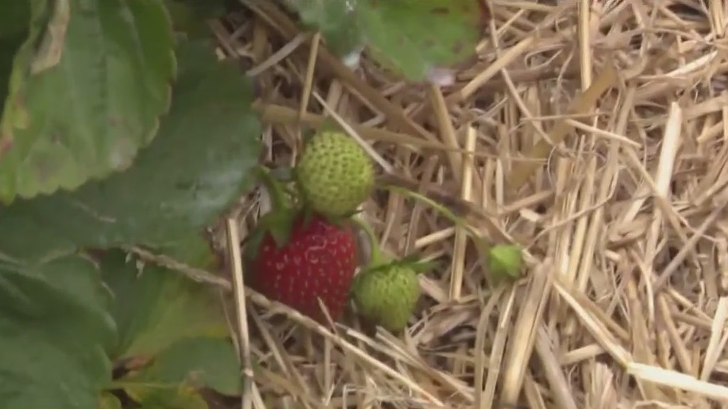 Strawberry picking tips