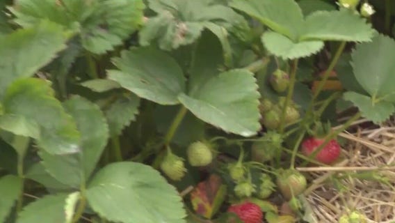 Strawberry picking at Thompson Farm