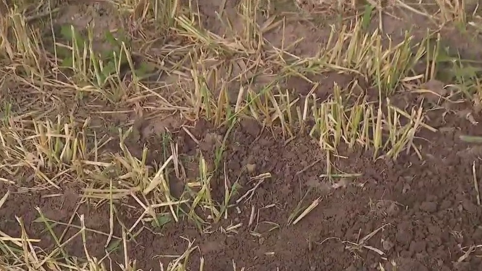 Focus on sustainability, soil health