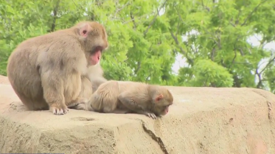 Japanese macaque baby born