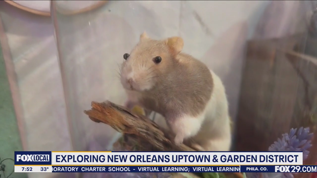 Exploring New Orleans Uptown & Garden District