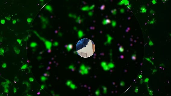 Open Record: Beyond Animals