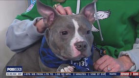 Rescue Me | Meet Joe Shmo