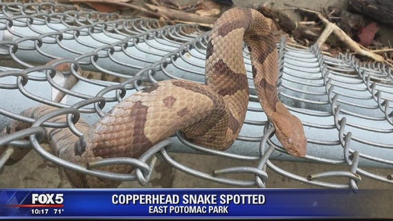 Copperhead snake spotted near National Mall