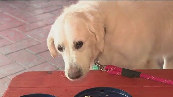 Four-legged furry friend