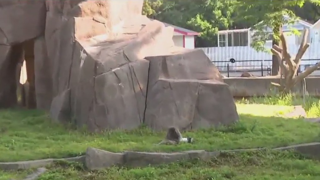 Baby boom on Macaque Island