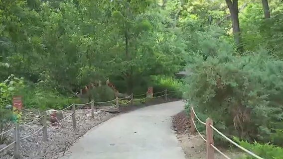 Walking among full-size dinosaurs